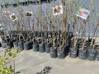 5 л - 100 шт. Пакеты для рассады, саженцев