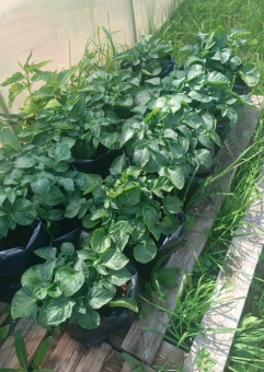 10 л - 100 шт. Пакеты для рассады, саженцев