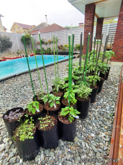 10 л - 100 шт. Пакеты для рассады, саженцев