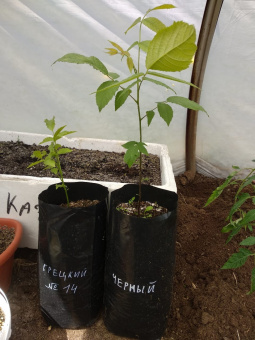 5,3 л - 100 шт. Пакеты для рассады, саженцев