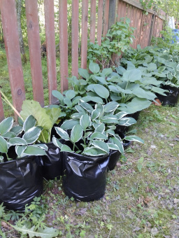 15 л - 100 шт. Пакеты для рассады, саженцев