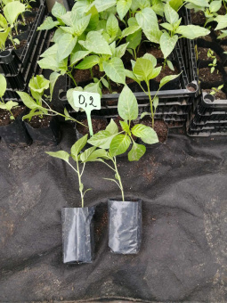 0,25 л - 100 шт. Пакеты для рассады, саженцев