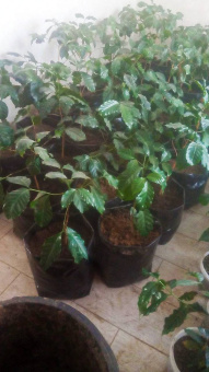 15 л - 100 шт. Пакеты для рассады, саженцев