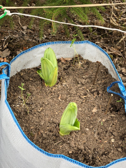 Сумка для саженцев 30 л (39х25)