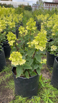 24,3 л - 100 шт. Пакеты для рассады, саженцев