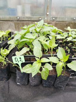 0,25 л - 100 шт. Пакеты для рассады, саженцев